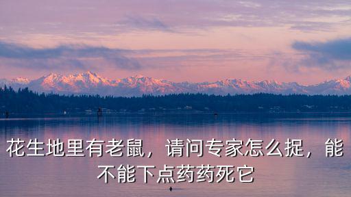 河南地里花生怎么撿,花生地里有老鼠