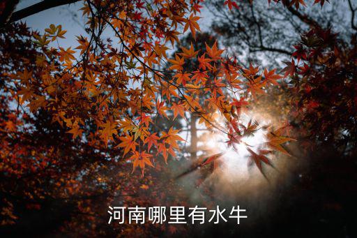 河南信陽哪里有母牛賣,河南哪里有水牛