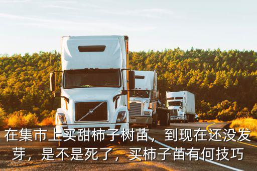 河南柿子樹苗哪里買,在集市上買甜柿子樹苗