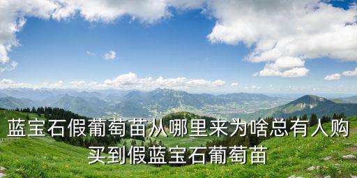 周口哪里出售藍寶石葡萄苗,藍寶石假葡萄苗從哪里來