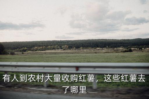 現時下開封紅薯哪里有收購,這些紅薯去了哪里