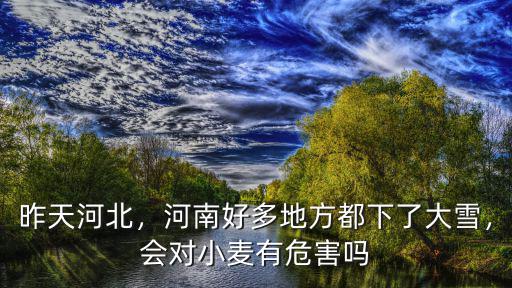 昨天河北，河南好多地方都下了大雪，會對小麥有危害嗎
