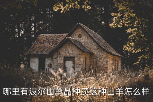 哪里有波爾山羊品種賣這種山羊怎么樣