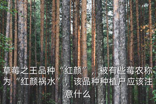 鄭州紅顏草莓哪里有,草莓之王品種紅顏