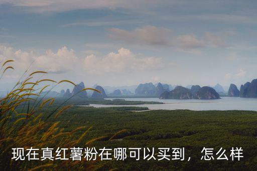 現在真紅薯粉在哪可以買到，怎么樣