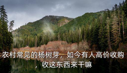 農村常見的楊樹芽，如今有人高價收購，收這東西來干嘛