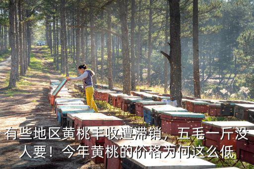 商丘黃桃批發多少錢一斤,黃桃的價格現在多少錢一斤