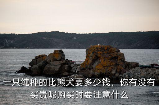 一只純種的比熊犬要多少錢，你有沒有買貴呢購買時要注意什么