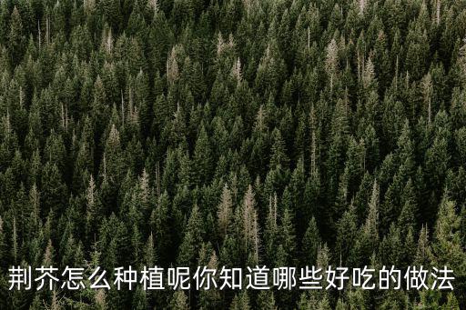 荊芥怎么種植呢你知道哪些好吃的做法