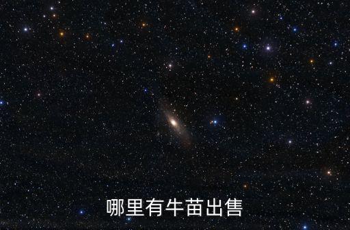 哪里有牛苗出售