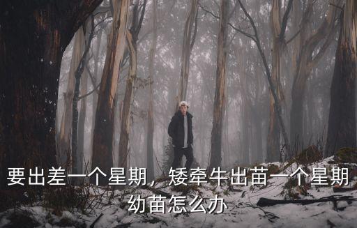 要出差一個(gè)星期，矮牽牛出苗一個(gè)星期幼苗怎么辦