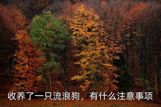 收養了一只流浪狗，有什么注意事項
