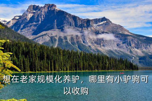 想在老家規模化養驢，哪里有小驢駒可以收購