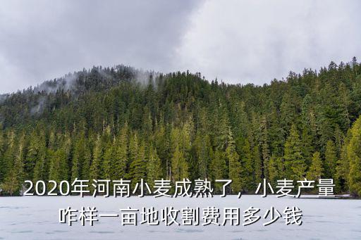 商丘收麥一斤多少錢,能漲到多少錢一斤
