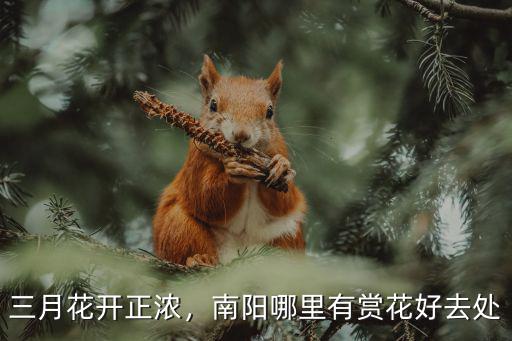 三月花開正濃，南陽哪里有賞花好去處