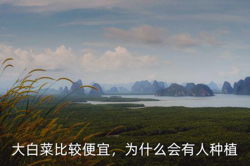 哪里有賣河南最便宜的大白菜,大白菜比較便宜