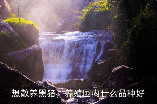 信陽散養黑豬在哪里,黑豬在山林中散養