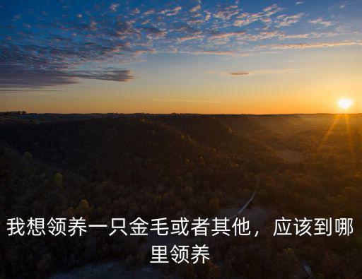 我想領養一只金毛或者其他，應該到哪里領養