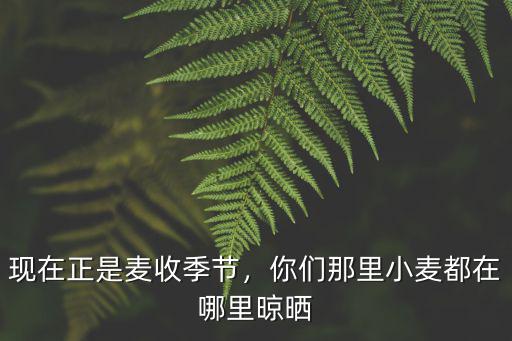 現(xiàn)在正是麥?zhǔn)占竟?jié)，你們那里小麥都在哪里晾曬