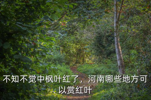 不知不覺中楓葉紅了，河南哪些地方可以賞紅葉