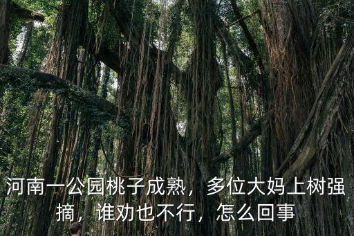 河南一公園桃子成熟，多位大媽上樹強摘，誰勸也不行，怎么回事