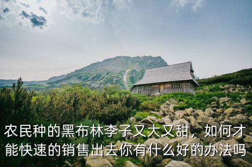 駐馬店黑布林大李子哪里有賣,李子黑布林好吃營養