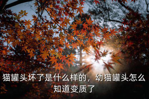 開封的貓罐頭怎么儲存,貓罐頭壞了是什么樣的