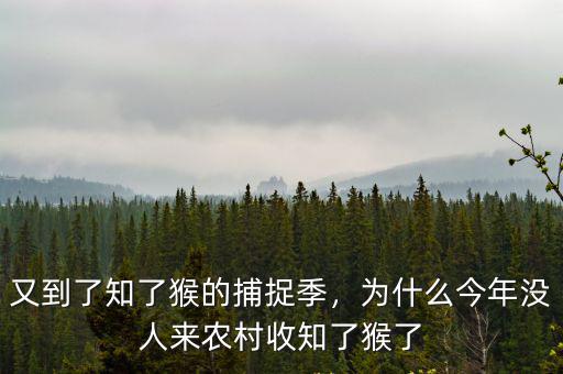 又到了知了猴的捕捉季，為什么今年沒人來農(nóng)村收知了猴了