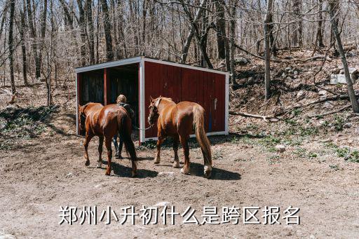 鄭州小升初跨區報名沒報怎么辦,鄭州小升初什么是跨區報名