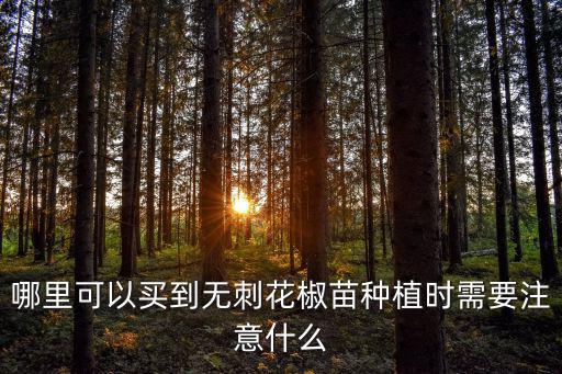 哪里可以買到無刺花椒苗種植時(shí)需要注意什么
