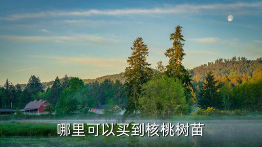 哪里可以買到核桃樹苗