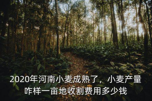 2020年河南小麥成熟了，小麥產(chǎn)量咋樣一畝地收割費(fèi)用多少錢(qián)