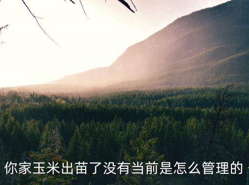 你家玉米出苗了沒有當前是怎么管理的