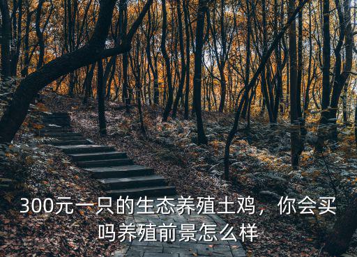 300元一只的生態(tài)養(yǎng)殖土雞，你會買嗎養(yǎng)殖前景怎么樣