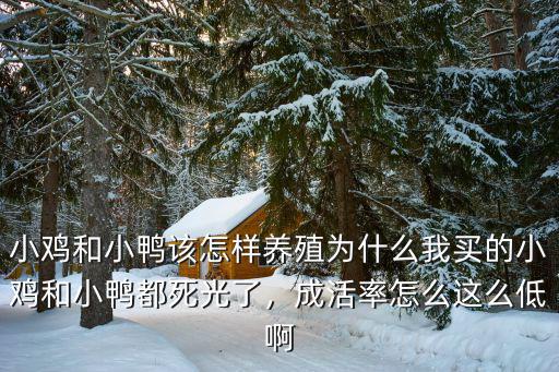 小雞和小鴨該怎樣養殖為什么我買的小雞和小鴨都死光了，成活率怎么這么低啊