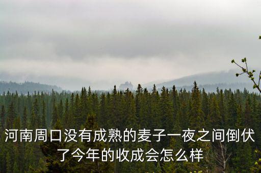 河南周口沒有成熟的麥子一夜之間倒伏了今年的收成會怎么樣