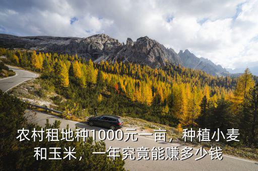 農(nóng)村租地種1000元一畝，種植小麥和玉米，一年究竟能賺多少錢