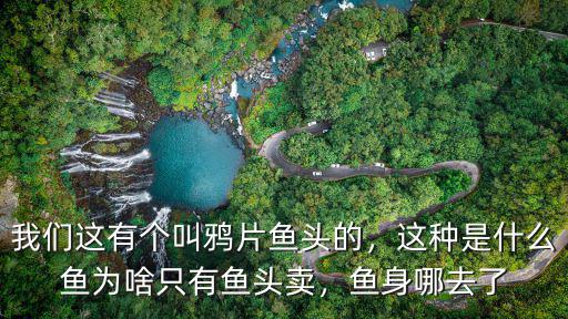 鄭州哪里有賣牙片魚頭的,請問哪里可以買到鴉片魚頭