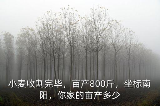 小麥收割完畢，畝產800斤，坐標南陽，你家的畝產多少