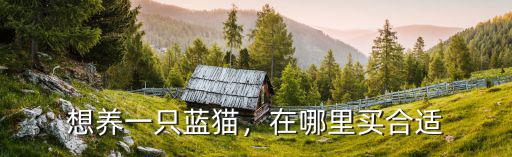 濮陽哪里買貓咪好,去哪里買貓咪比較靠譜