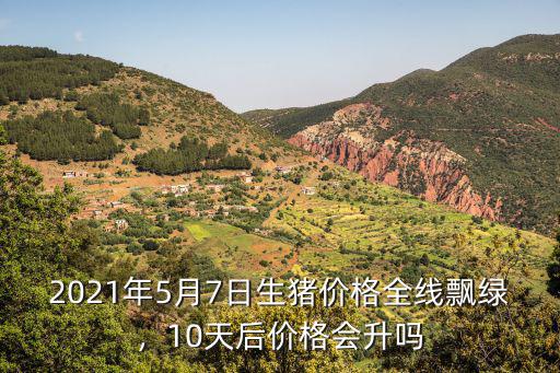 周口豬價今日豬價格多少錢,現在育肥豬成本價是多少錢