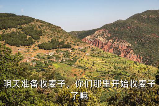 明天準備收麥子，你們那里開始收麥子了嘛