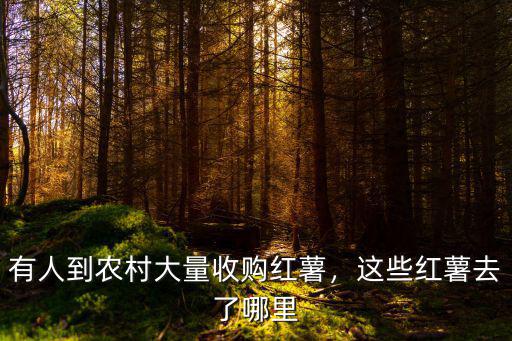 有人到農(nóng)村大量收購紅薯，這些紅薯去了哪里