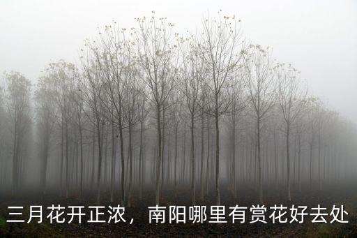 三月花開(kāi)正濃，南陽(yáng)哪里有賞花好去處
