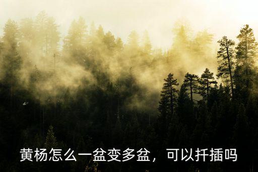 濮陽黃楊怎么繁殖,黃楊怎么一盆變多盆