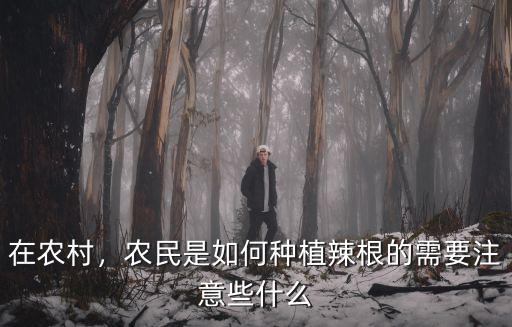 在農村，農民是如何種植辣根的需要注意些什么