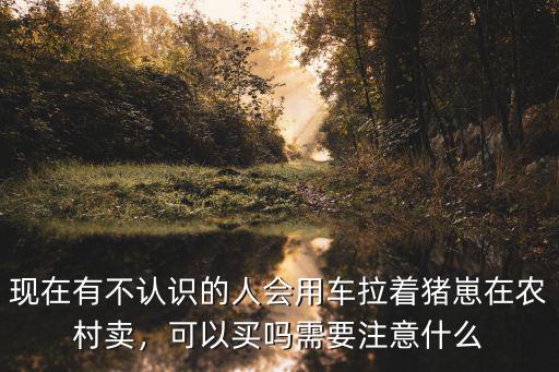 濮陽哪里有賣小豬崽的,現在哪里有豬仔賣