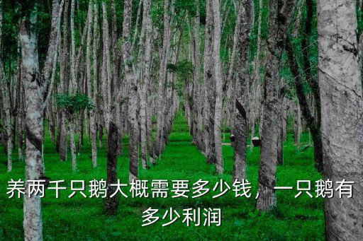 焦作養鵝多少錢一斤,現在多少錢一斤