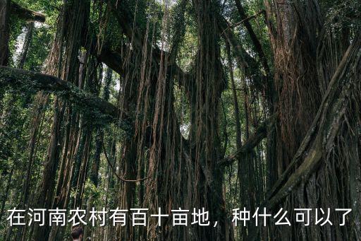 在河南農村有百十畝地，種什么可以了