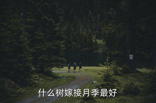 什么樹嫁接月季最好